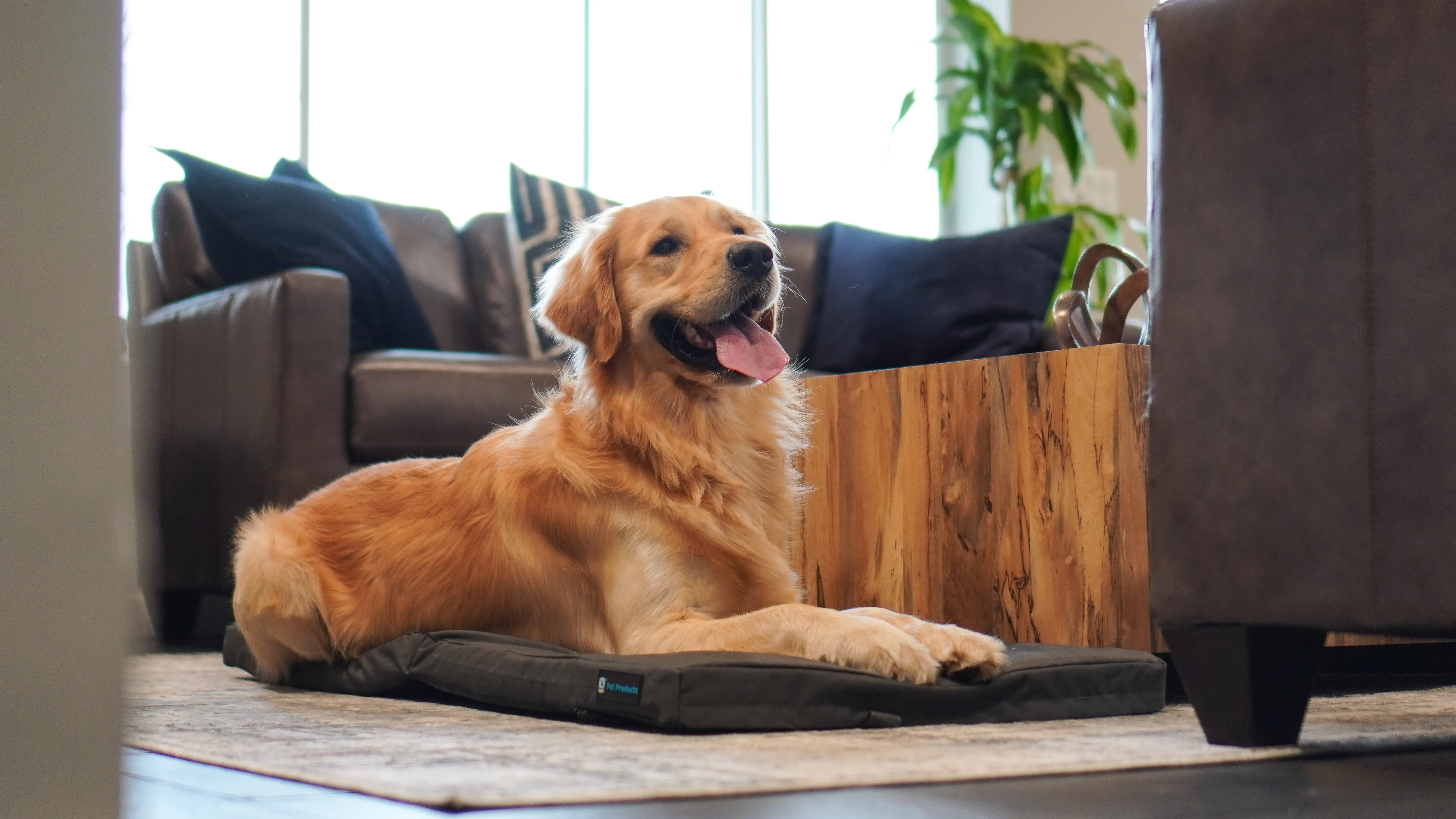 Blue-9 Restore  Double Dog Bed