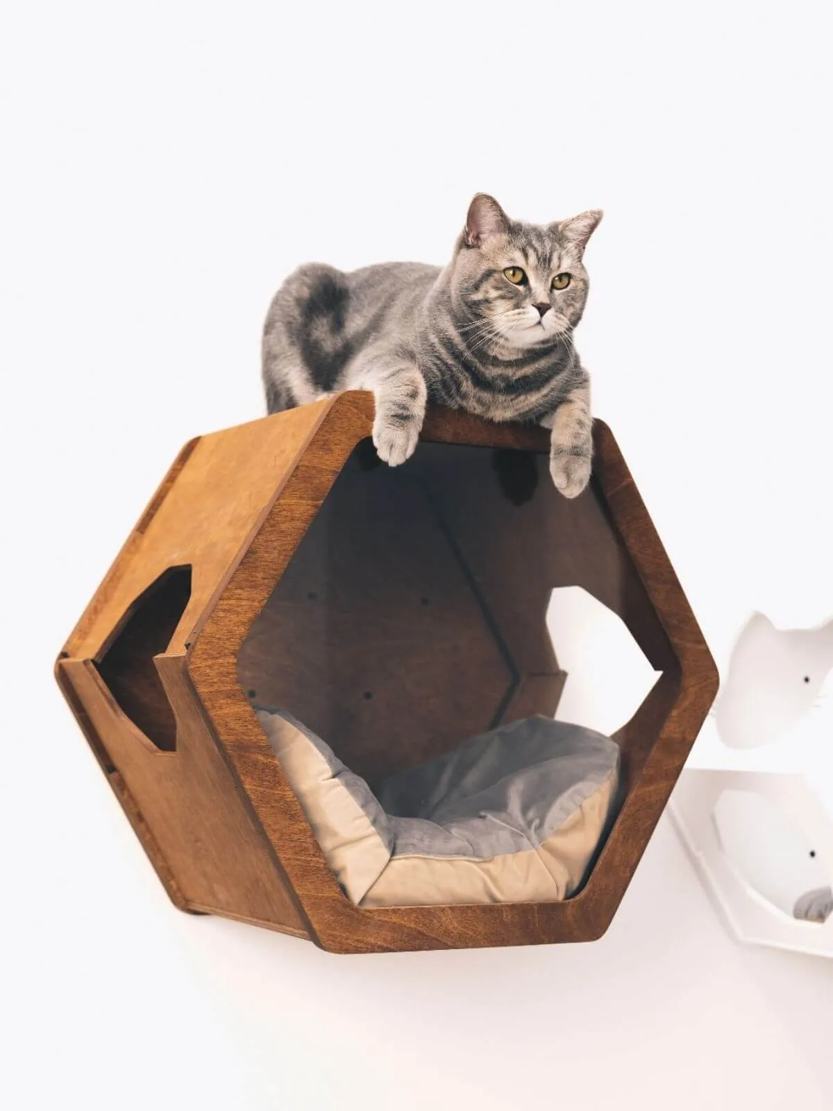 Cat Cushion Pillow