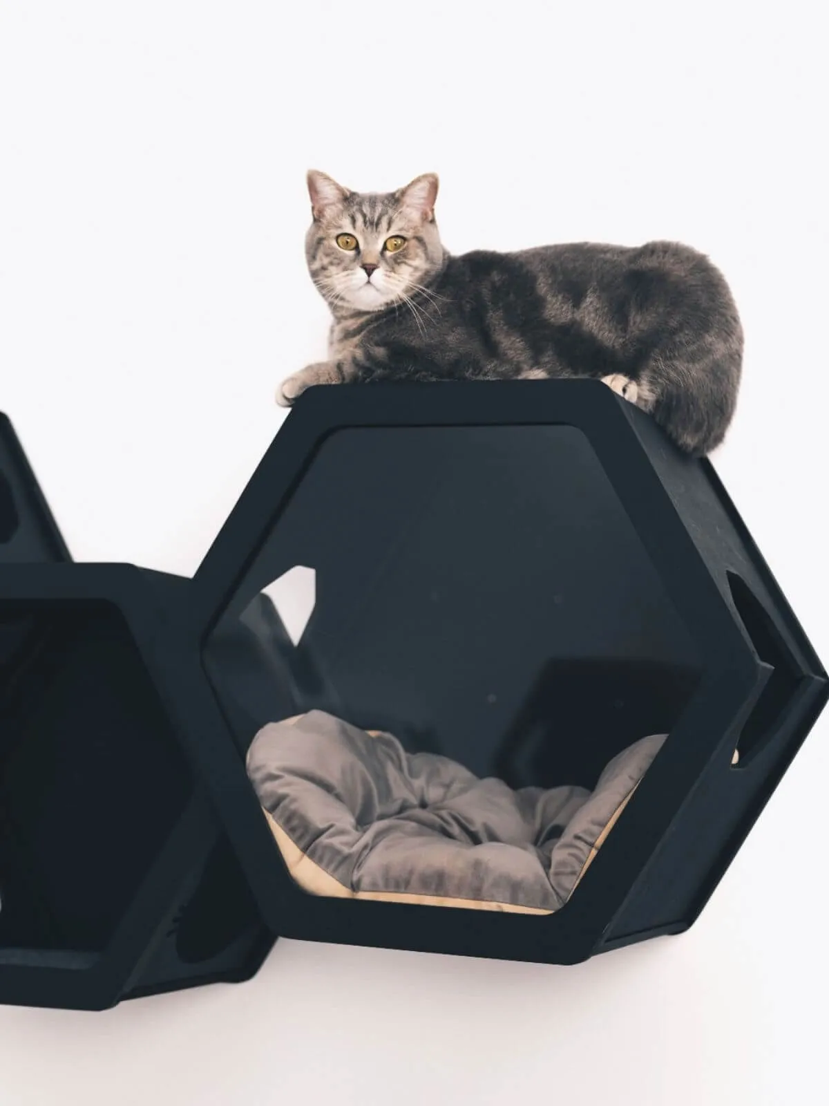 Cat Cushion Pillow