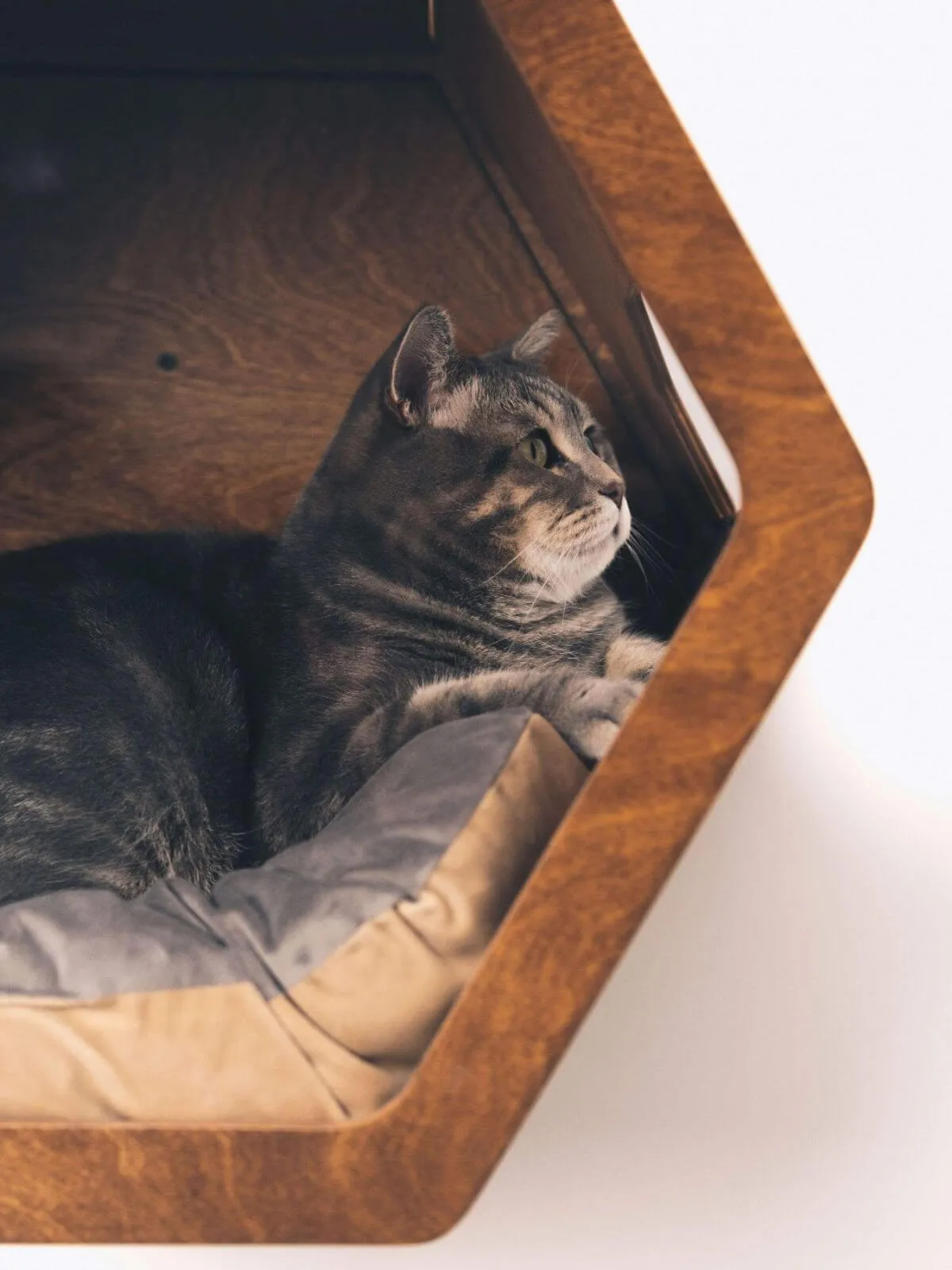 Cat Cushion Pillow