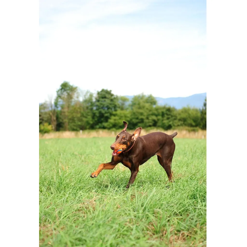 Chuckit! Ultra Ball Toy For Dogs - Medium (2 pack)
