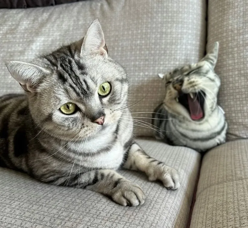 Custom Pet Pillow