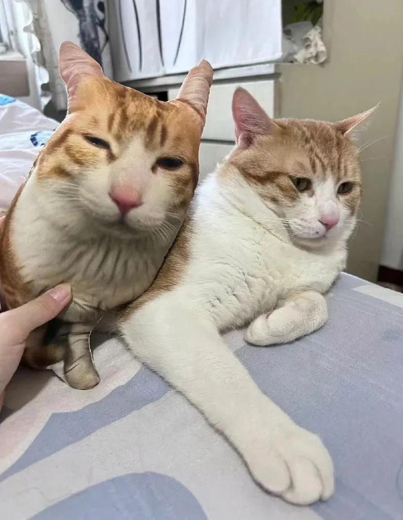 Custom Pet Pillow