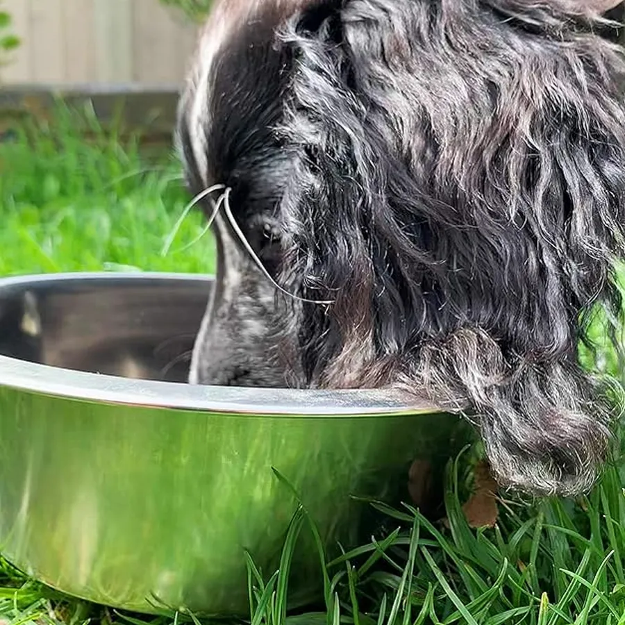 Dog Bowl M