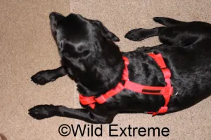 Dog Harness (Small) Size 0
