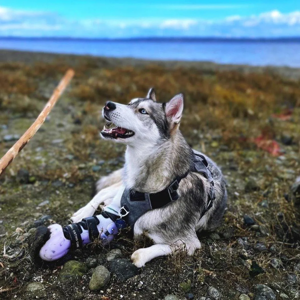 Dog Leg Prosthetic - Partial Limb
