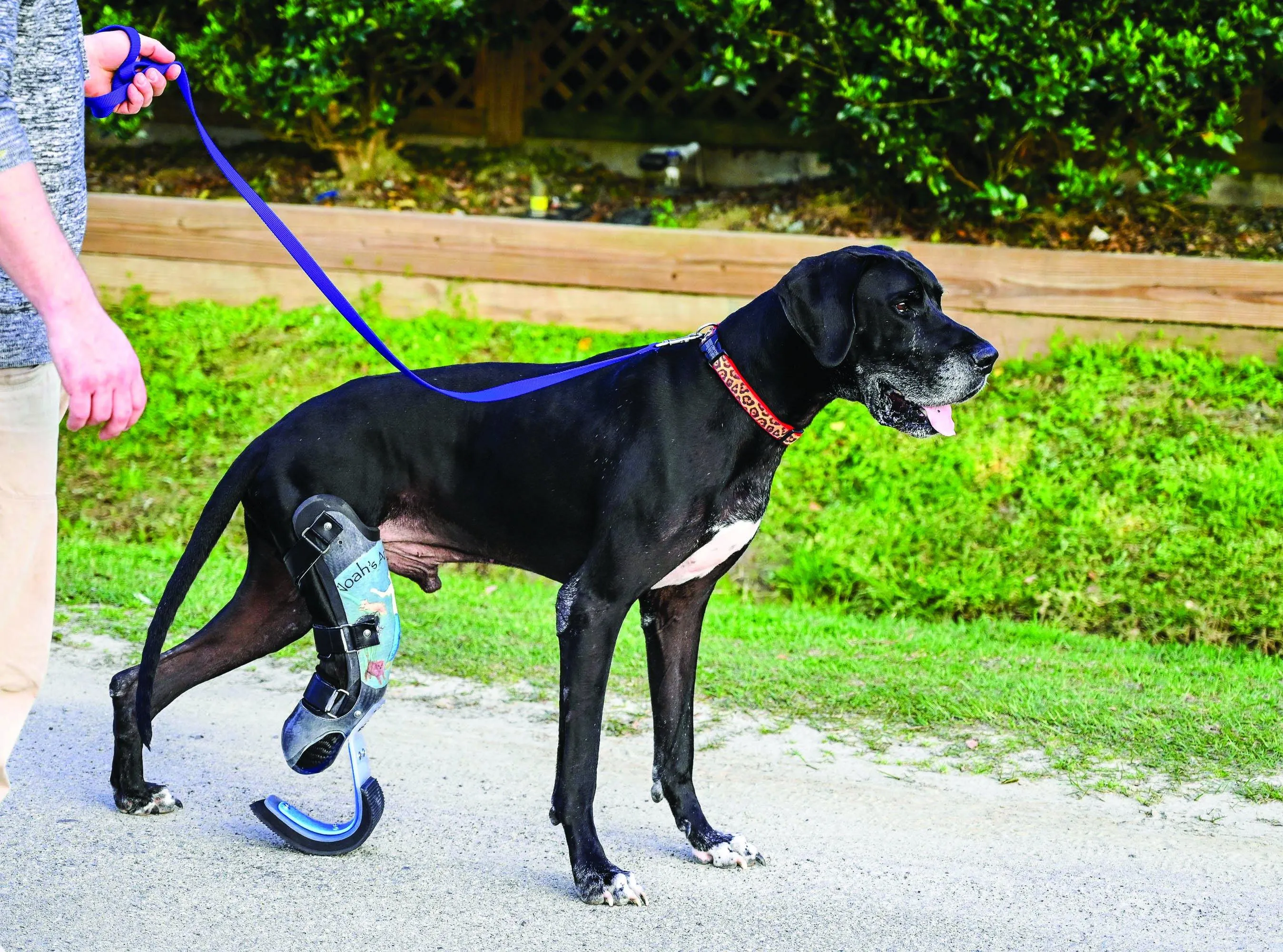Dog Leg Prosthetic - Partial Limb