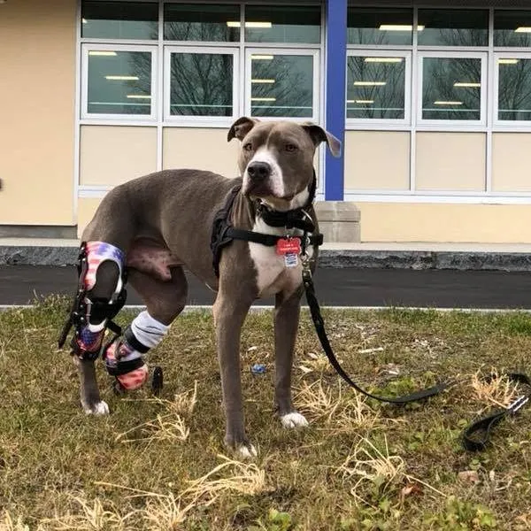 Dog Leg Prosthetic - Partial Limb