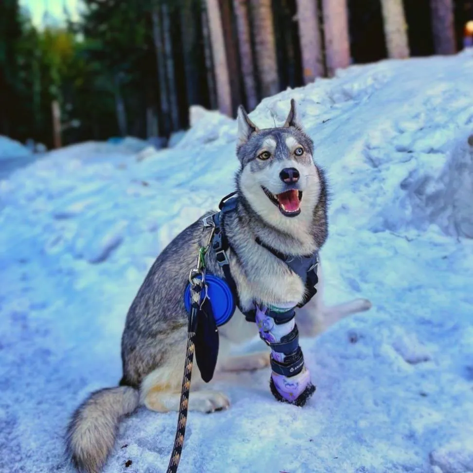 Dog Leg Prosthetic - Partial Limb