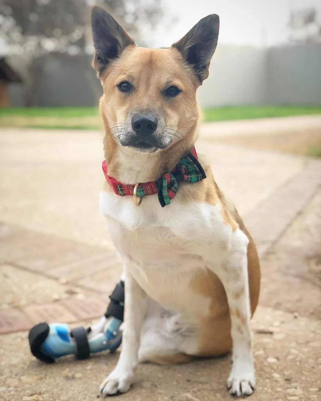 Dog Leg Prosthetic - Partial Limb