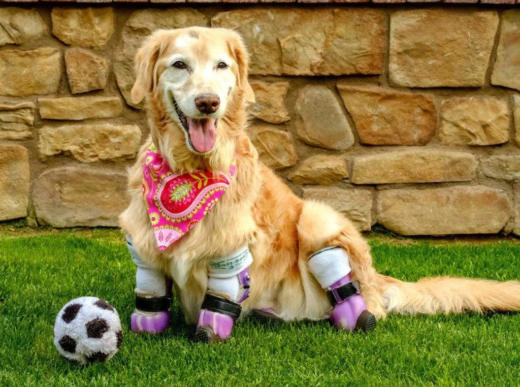 Dog Leg Prosthetic - Partial Limb