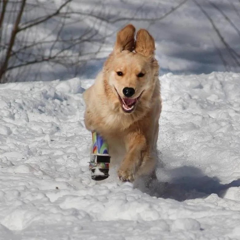 Dog Leg Prosthetic - Partial Limb