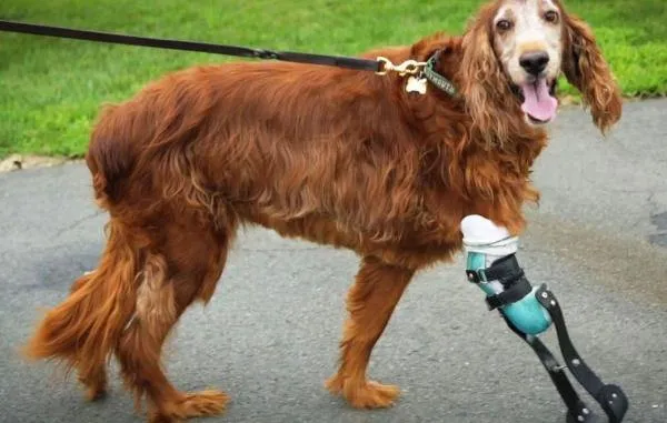 Dog Leg Prosthetic - Partial Limb