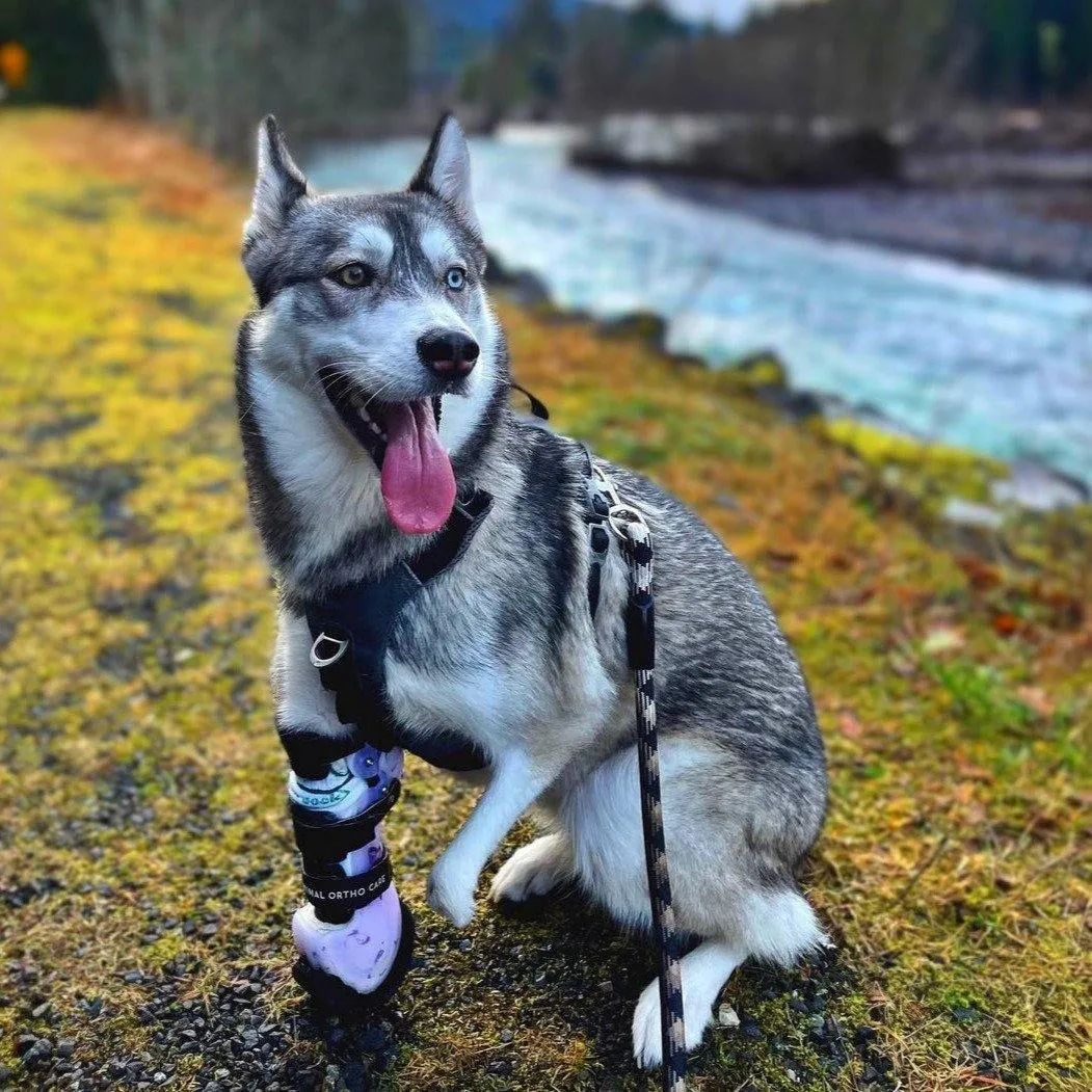 Dog Leg Prosthetic - Partial Limb
