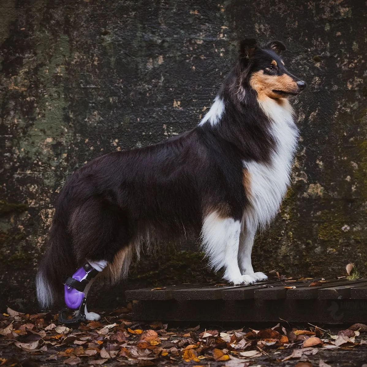 Dog Leg Prosthetic - Partial Limb