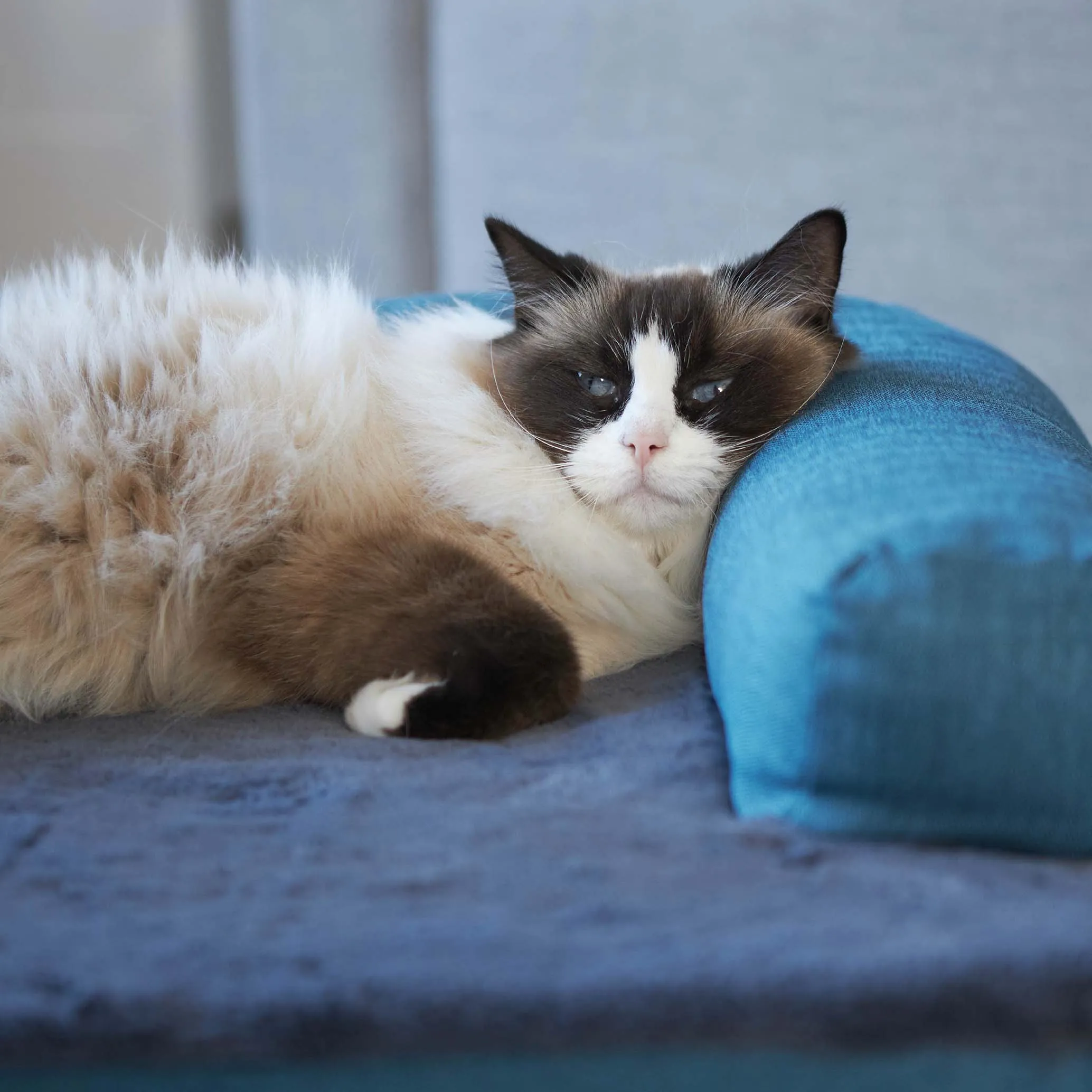 Kazoo Boudoir Large Teal Dog Bed^^^