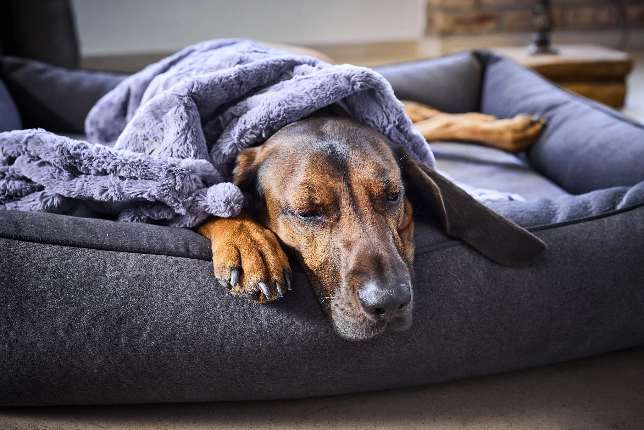 Laboni Orthopaedic Dog Bed Teddy