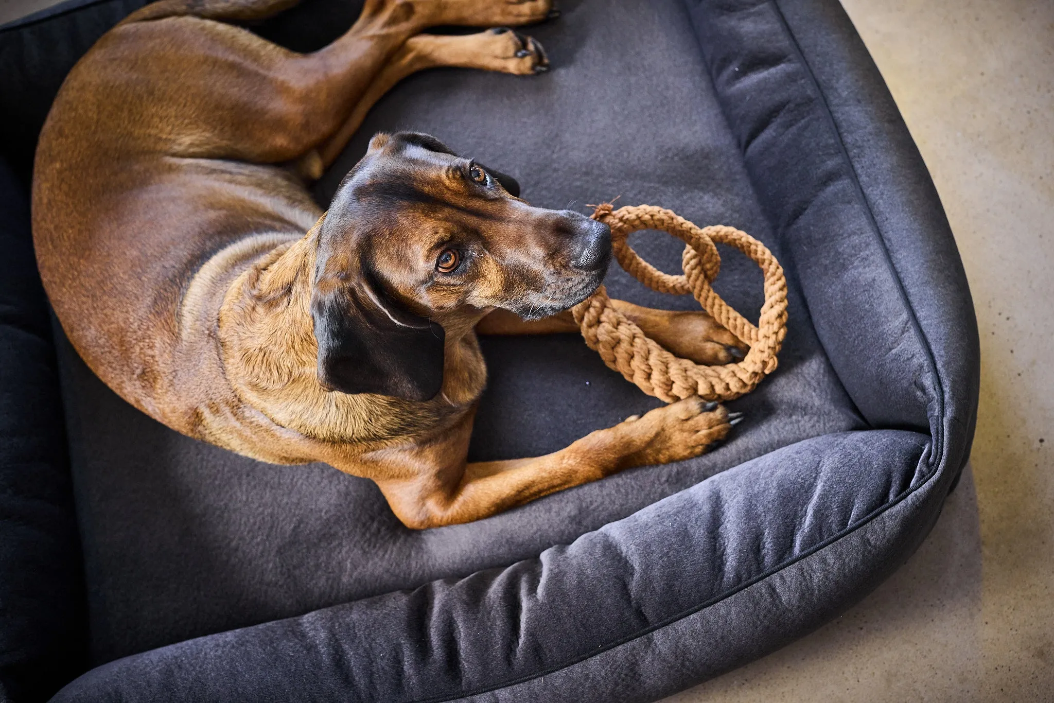 Laboni Orthopaedic Dog Bed Teddy