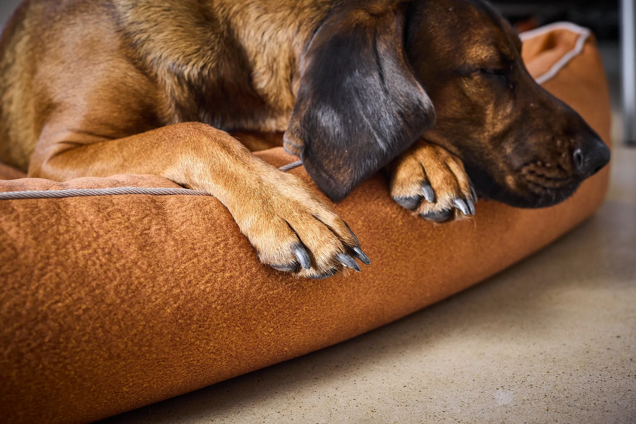 Laboni Orthopaedic Dog Bed Teddy