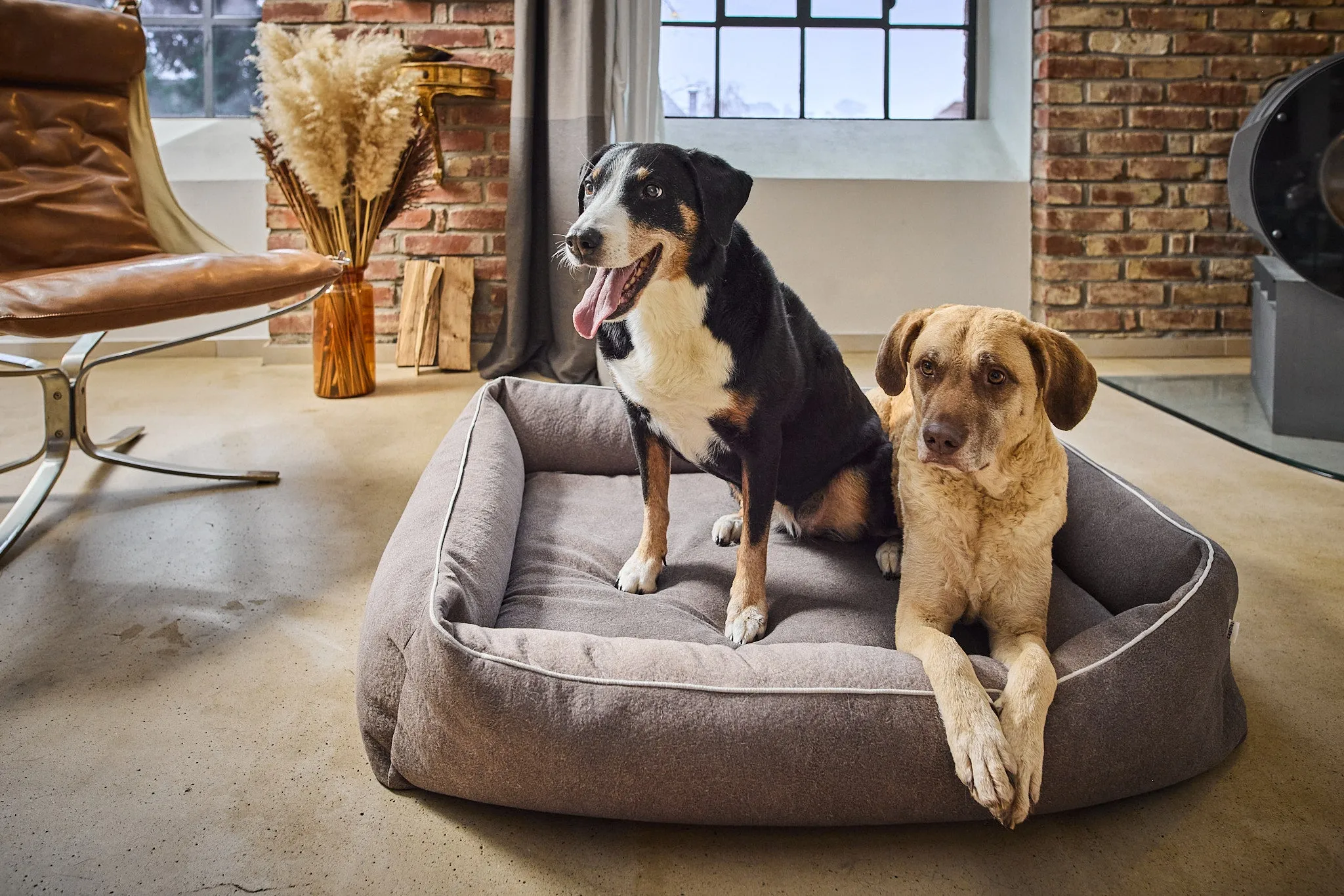 Laboni Orthopaedic Dog Bed Teddy