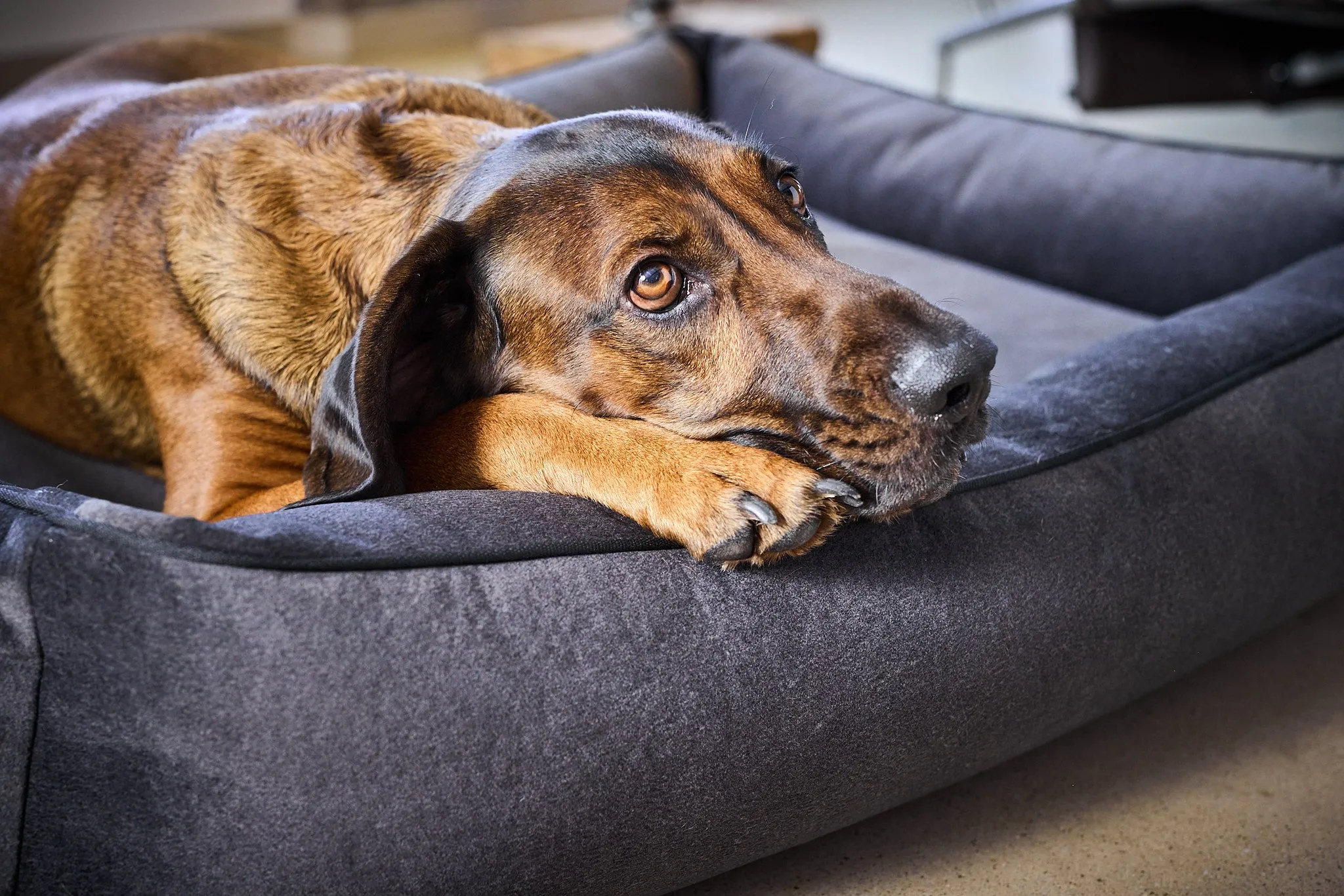 Laboni Orthopaedic Dog Bed Teddy
