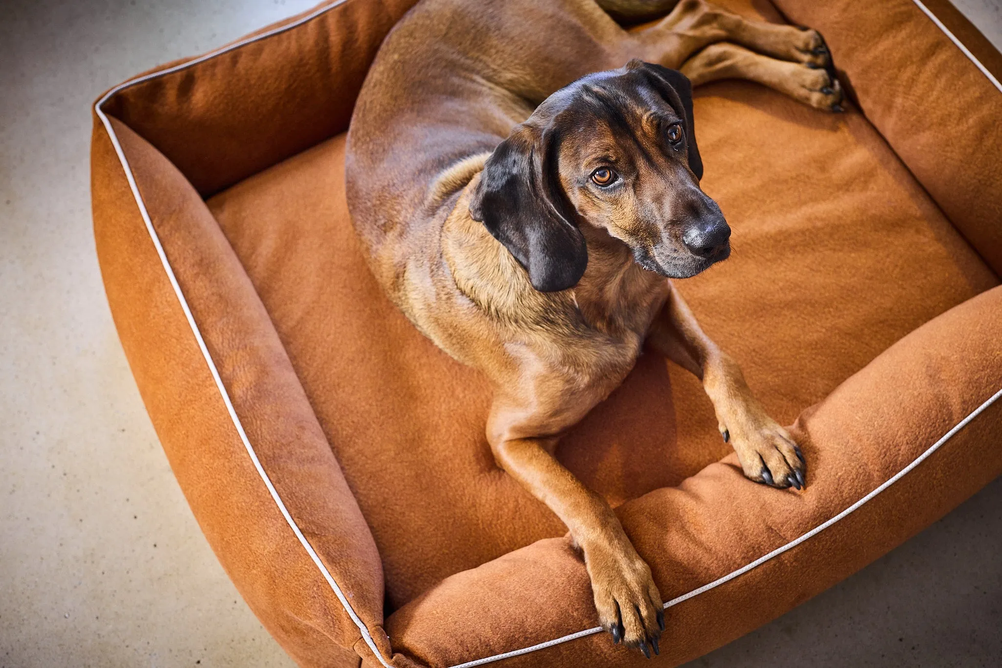 Laboni Orthopaedic Dog Bed Teddy