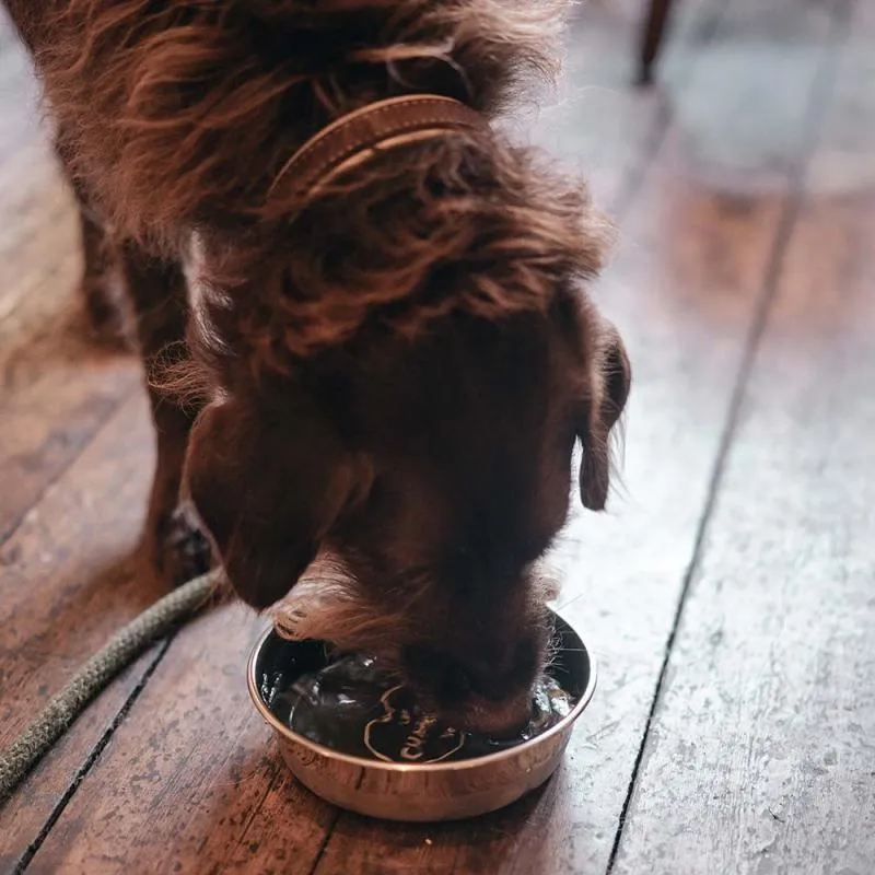 Le Chameau Stainless Steel Dog Bowl (Medium) - Vert Chameau