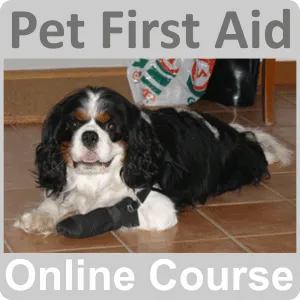 Pet First Aid Certificate Training Course