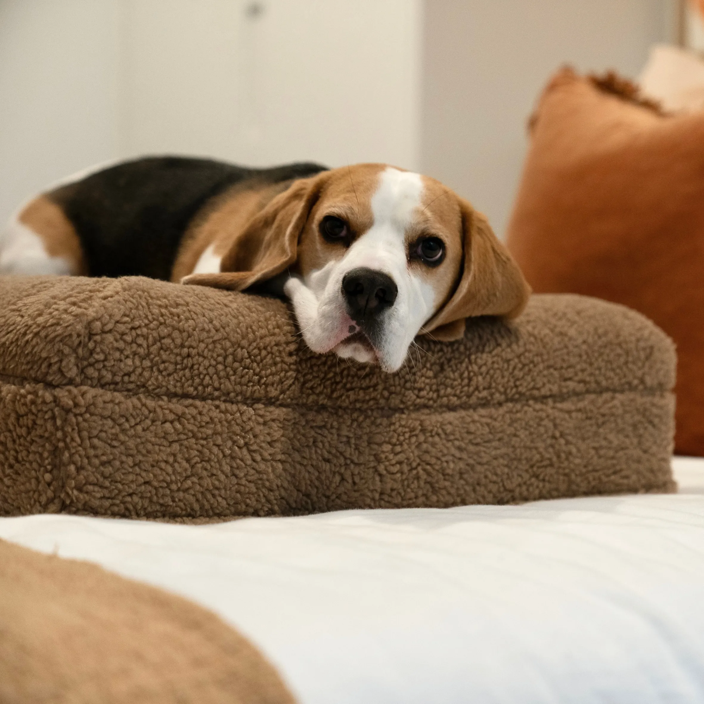 Premium Orthopaedic Memory Foam Bed   Spare Cover Bundle
