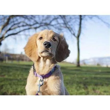RC Adjustable Dog Collar Primary Red