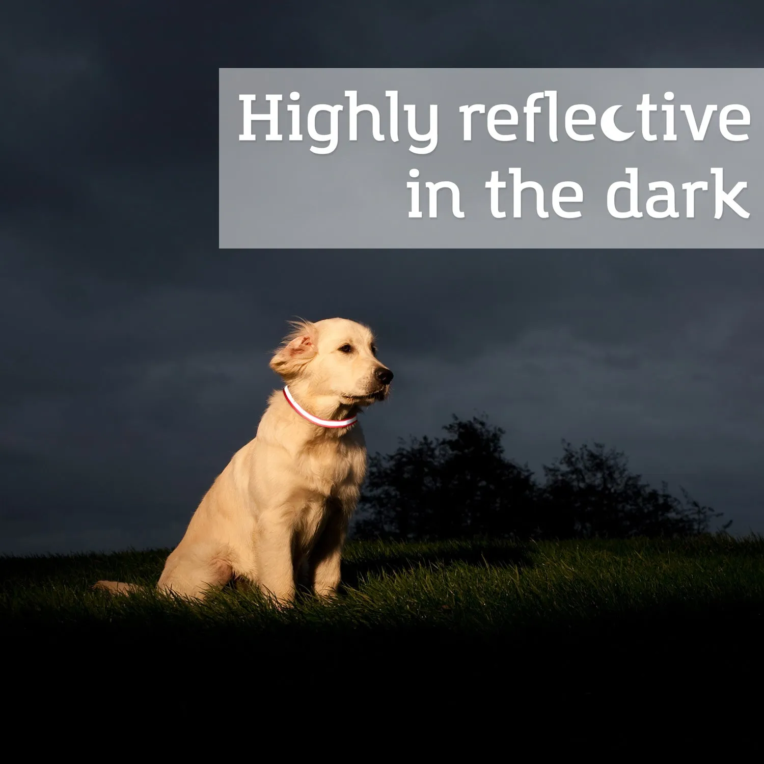 Reflective Dog Training Collar