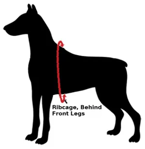 Roadie Canine Vehicle Safety Harness