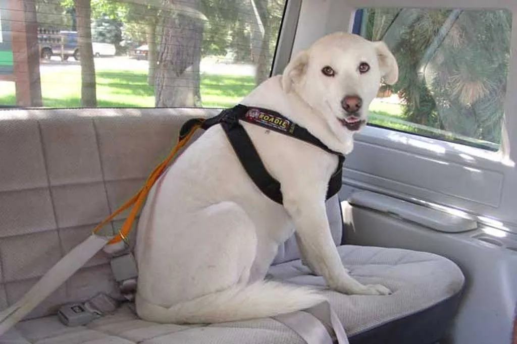 Roadie Canine Vehicle Safety Harness