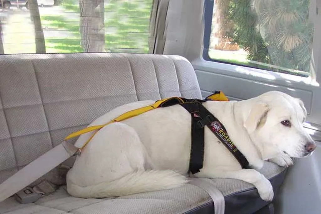 Roadie Canine Vehicle Safety Harness